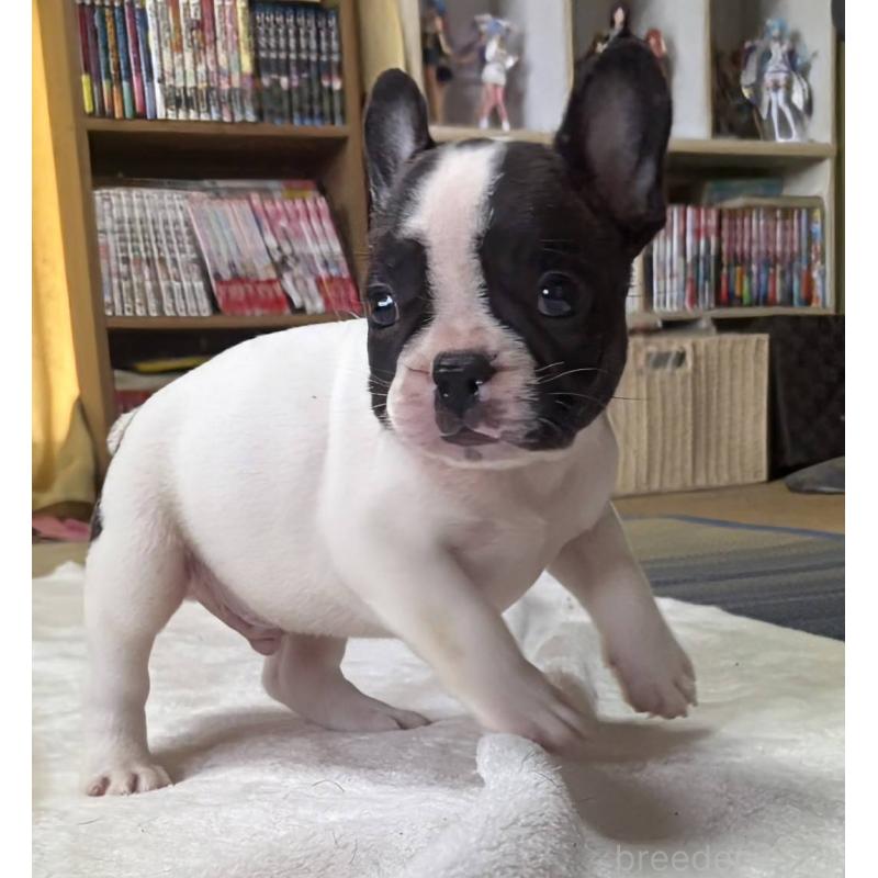 成約済の愛媛県のフレンチブルドッグ-406276の40枚目