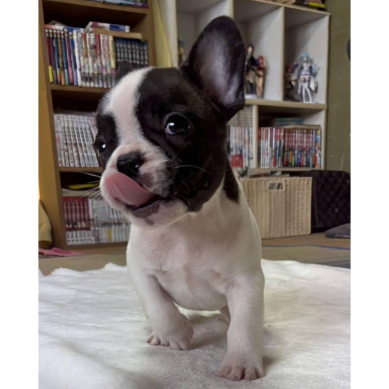 成約済の愛媛県のフレンチブルドッグ-406276の39枚目