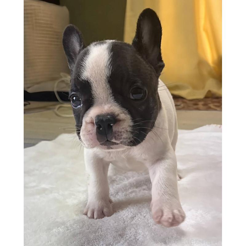 成約済の愛媛県のフレンチブルドッグ-406276の38枚目