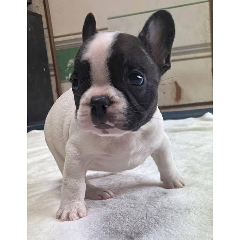 成約済の愛媛県のフレンチブルドッグ-406276の37枚目