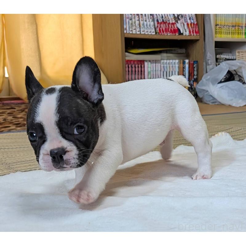 成約済の愛媛県のフレンチブルドッグ-406276の36枚目