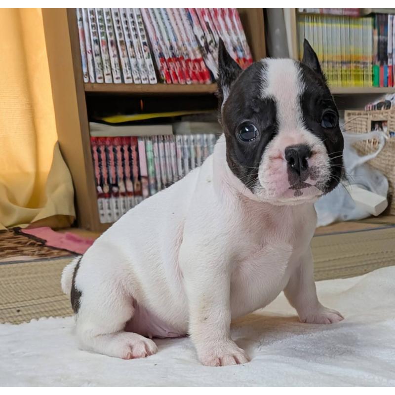 成約済の愛媛県のフレンチブルドッグ-406276の35枚目