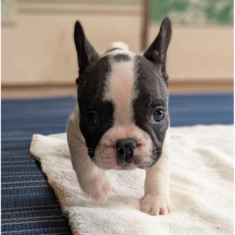 成約済の愛媛県のフレンチブルドッグ-406276の34枚目