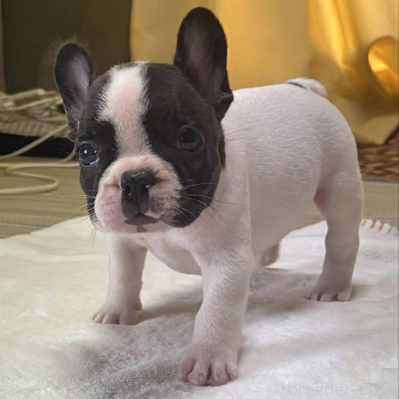 成約済の愛媛県のフレンチブルドッグ-406276の33枚目