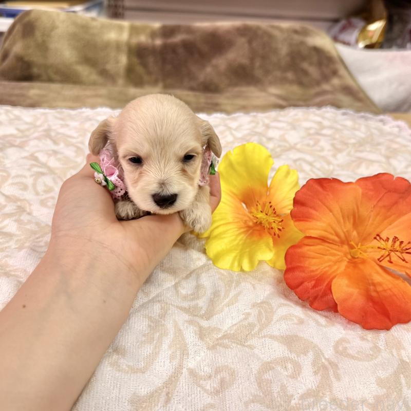 成約済の愛知県のダップー:ミニチュアダックスフンド×トイプードル-405671の10枚目