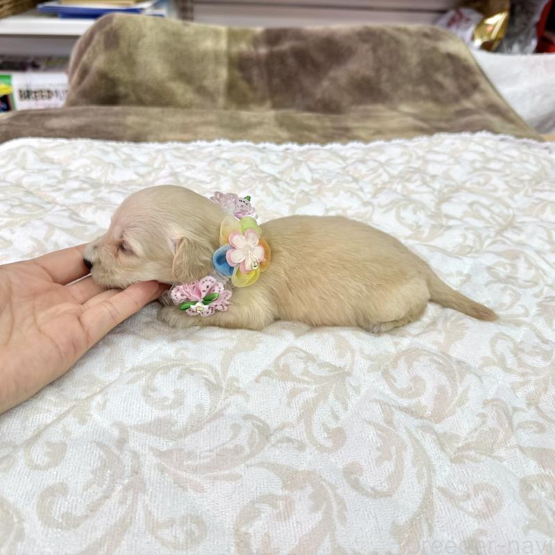 成約済の愛知県のダップー:ミニチュアダックスフンド×トイプードル-405671の8枚目