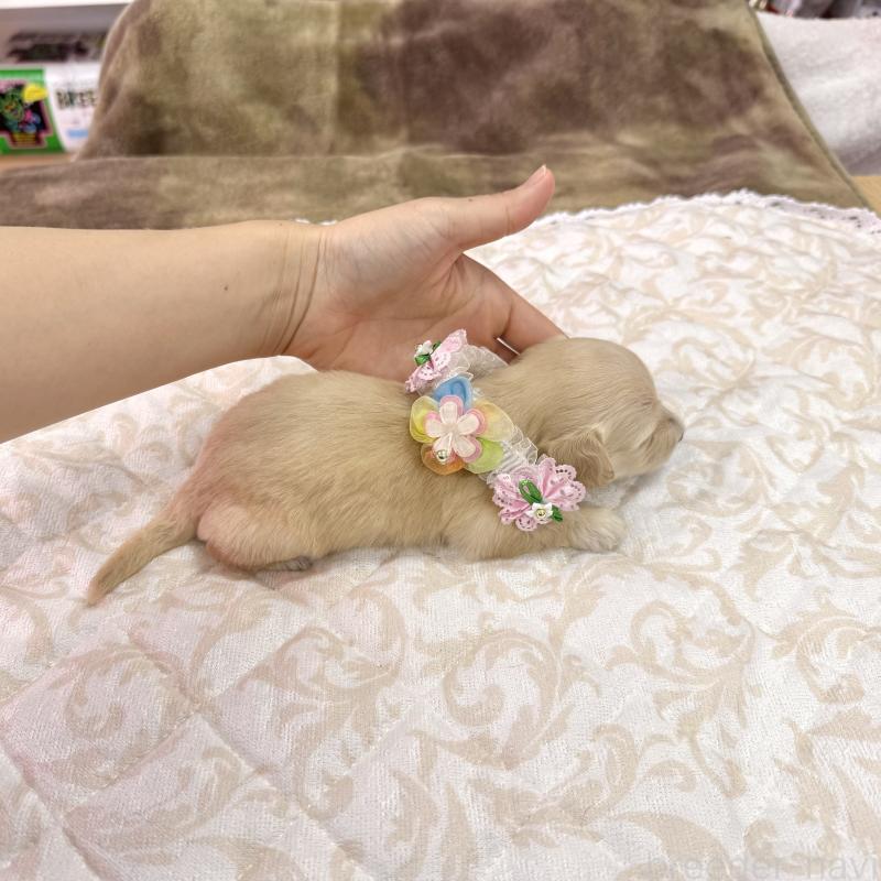 成約済の愛知県のダップー:ミニチュアダックスフンド×トイプードル-405671の7枚目