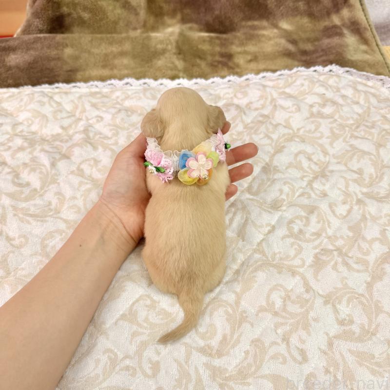 成約済の愛知県のダップー:ミニチュアダックスフンド×トイプードル-405671の6枚目