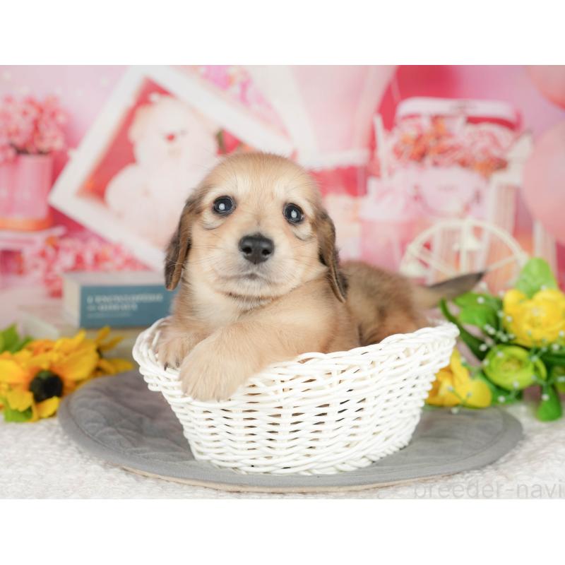 販売中の千葉県のミニチュアダックスフンド(ロングヘアード)-407456