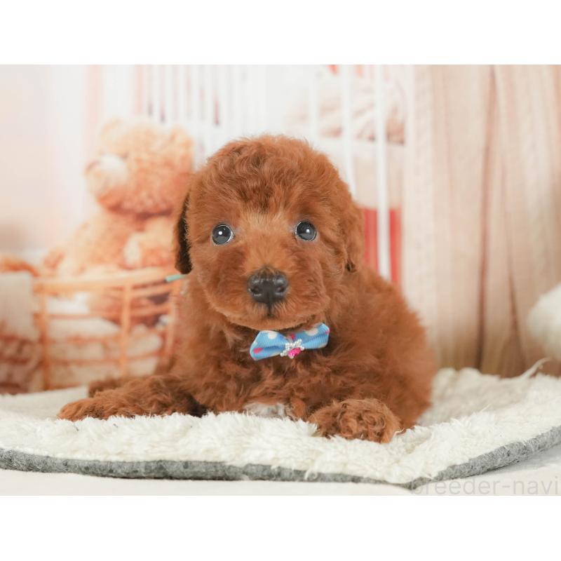 販売中の静岡県のトイプードル-407673の4枚目