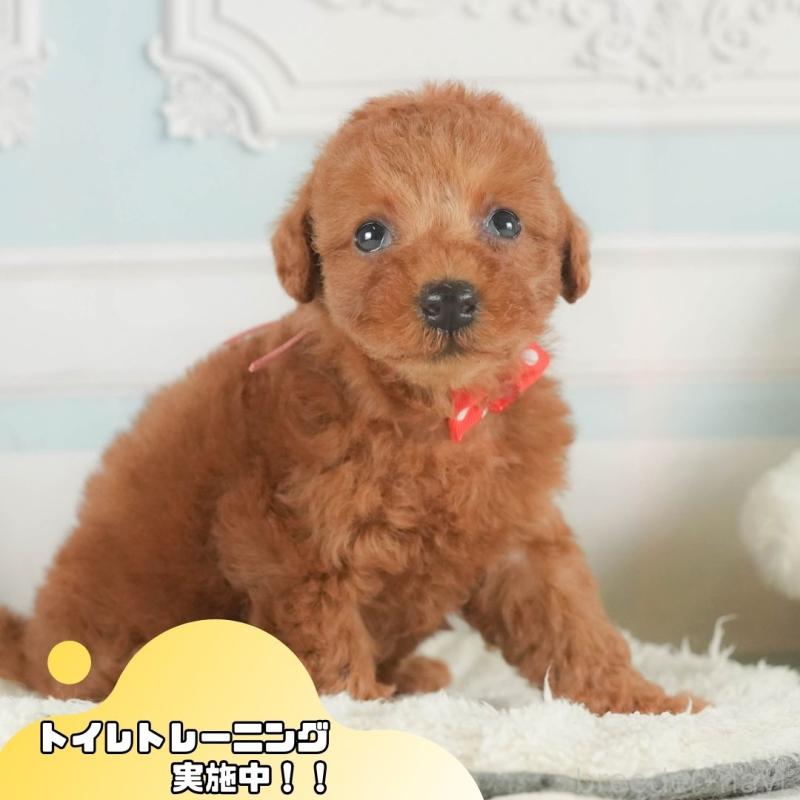 販売中の静岡県のトイプードル-407684の1枚目