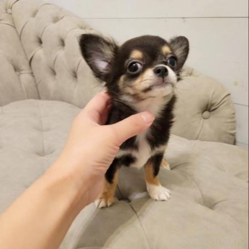 成約済の滋賀県のチワワ(ロングコート)-396725の1枚目