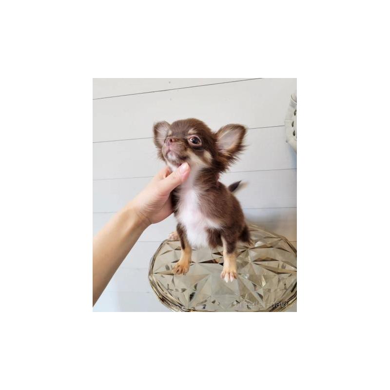 成約済の滋賀県のチワワ(ロングコート)-388254の2枚目