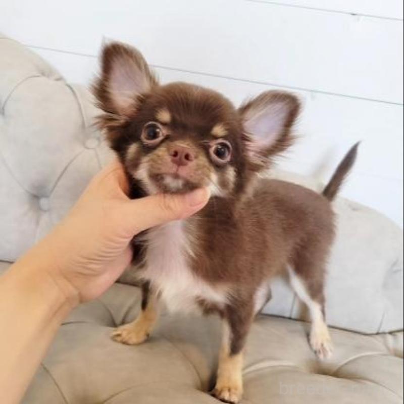 成約済の滋賀県のチワワ(ロングコート)-388254の1枚目