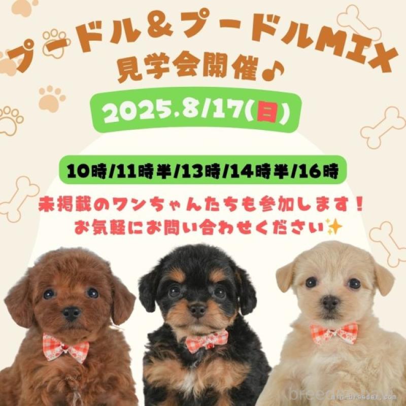 販売中の静岡県のトイプードル-407712の10枚目