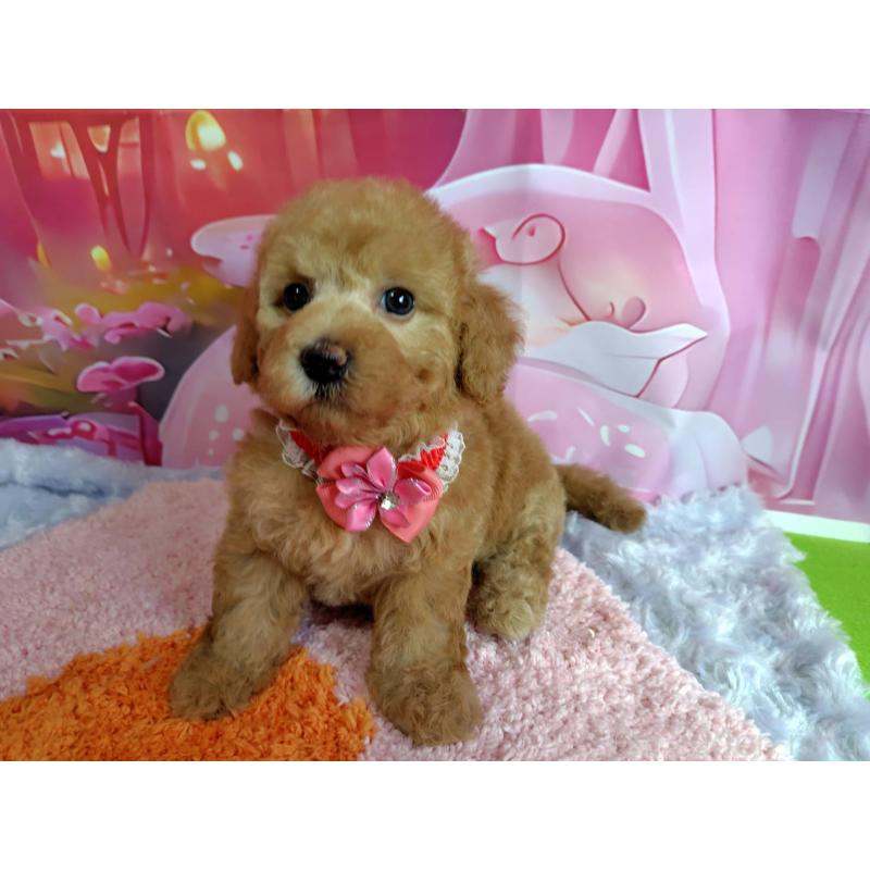 販売中の神奈川県のマルプー:マルチーズ×トイプードル-404070の6枚目