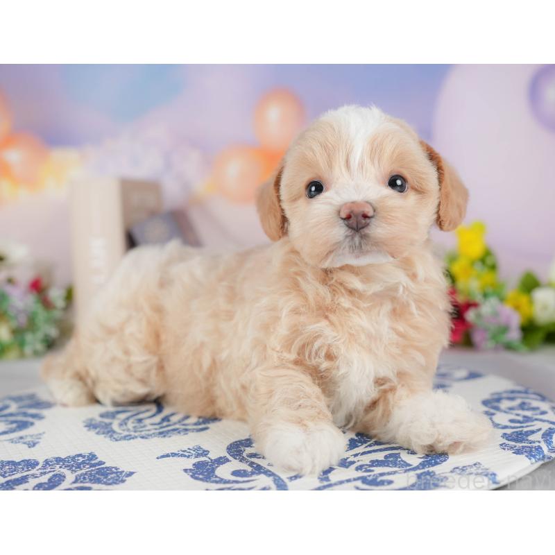販売中の群馬県のマルプー:マルチーズ×トイプードル-407506