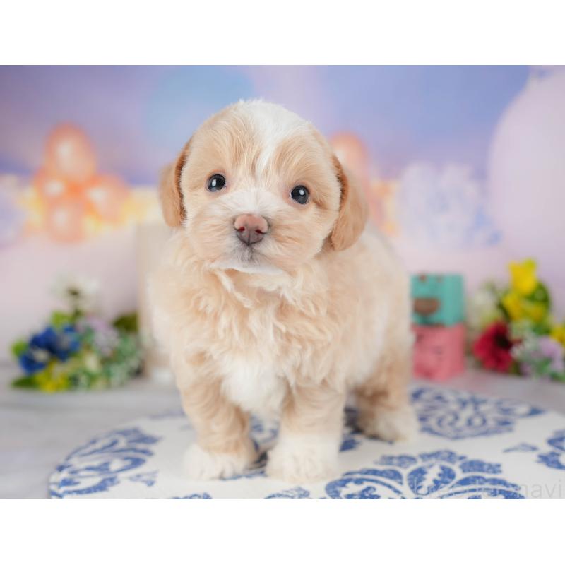 販売中の群馬県のマルプー:マルチーズ×トイプードル-407506の5枚目