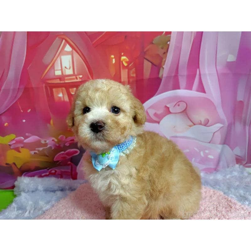 販売中の神奈川県のマルプー:マルチーズ×トイプードル-404066の11枚目