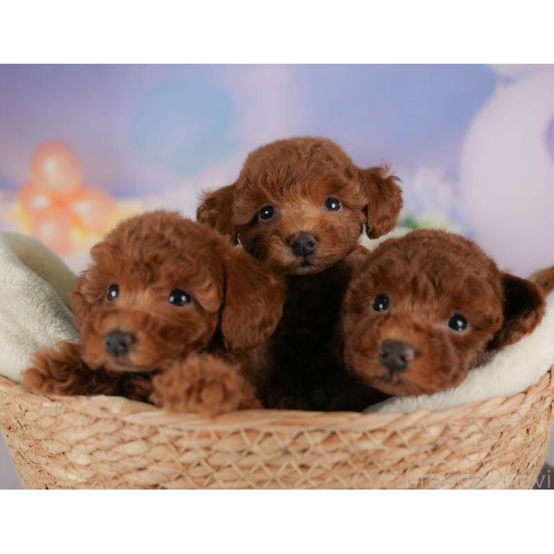 販売中の群馬県のトイプードル-407504の7枚目