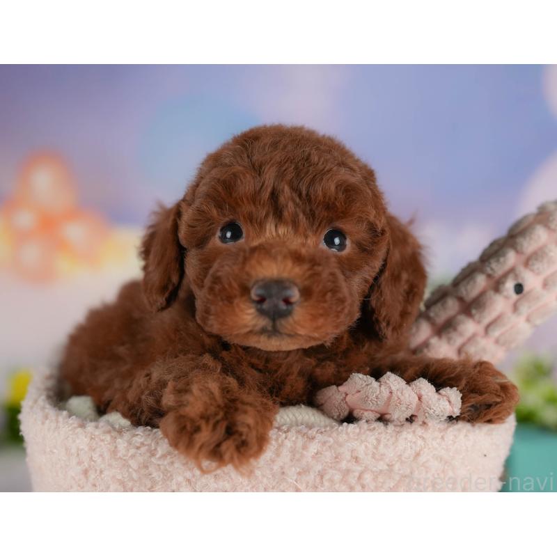 販売中の群馬県のトイプードル-407503