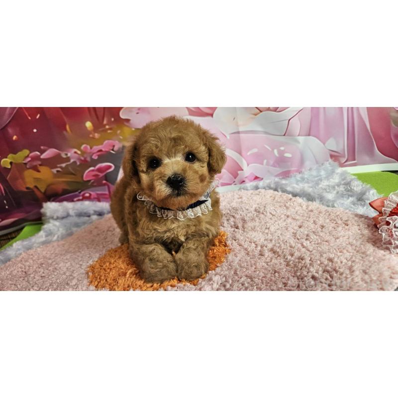 販売中の神奈川県のマルプー:マルチーズ×トイプードル-404068の14枚目