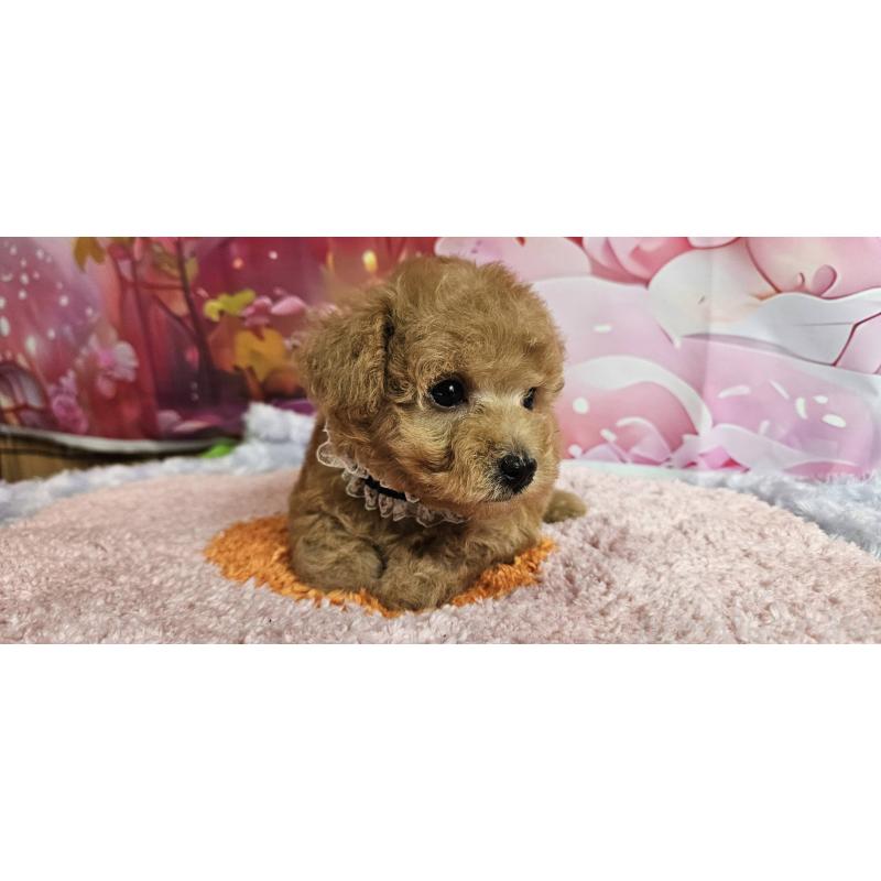 販売中の神奈川県のマルプー:マルチーズ×トイプードル-404068の10枚目