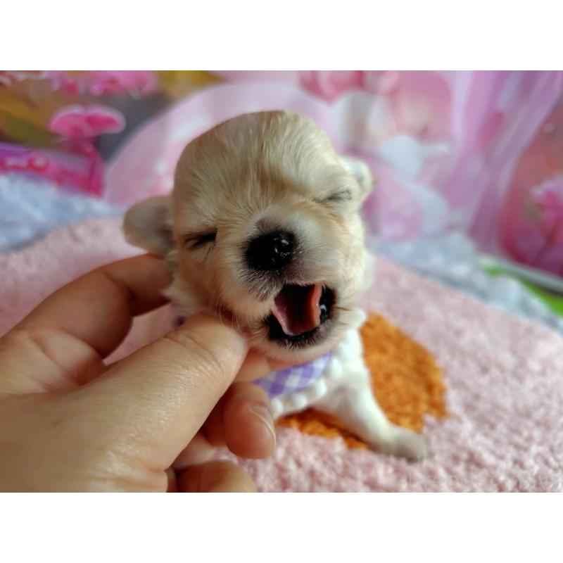 販売中の神奈川県のチワワ(ロングコート)-407469の6枚目
