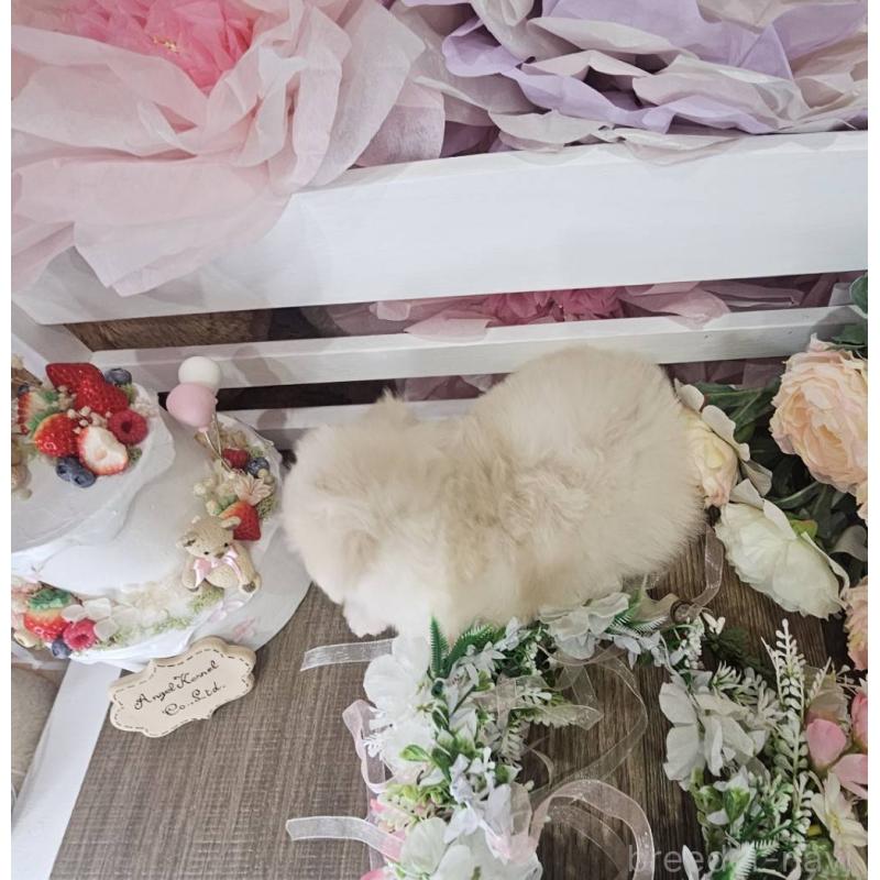 販売中の埼玉県のチワマル:チワワ×マルチーズ-407480の5枚目