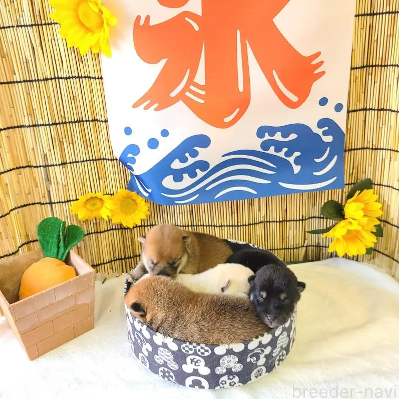 販売中の神奈川県の豆柴-407481の4枚目