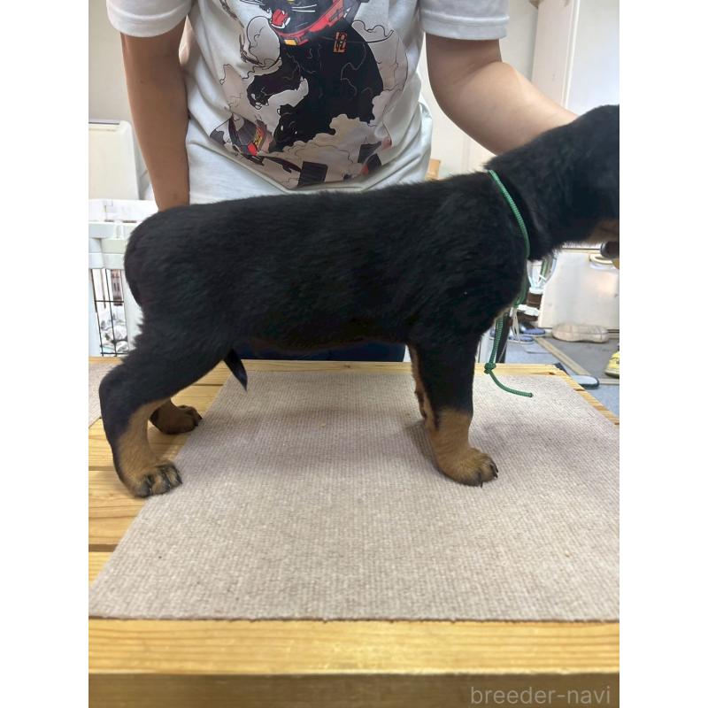 販売中の栃木県のロットワイラー-407484の3枚目