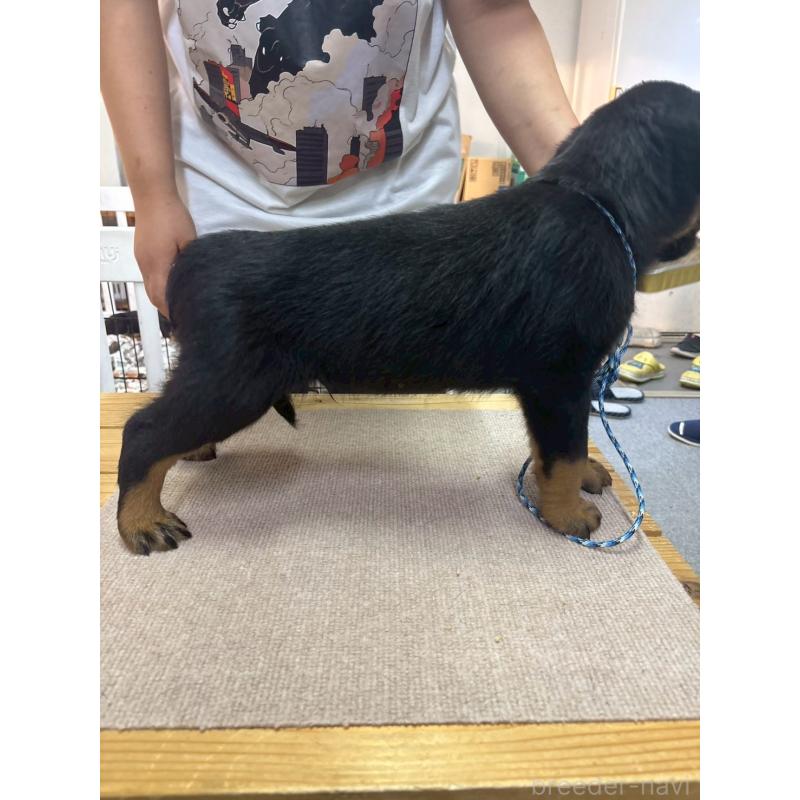 商談中の栃木県のロットワイラー-407485の2枚目