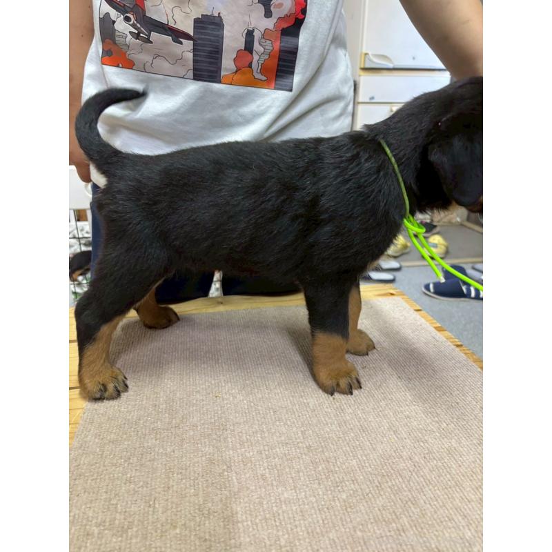 販売中の栃木県のロットワイラー-406593の2枚目