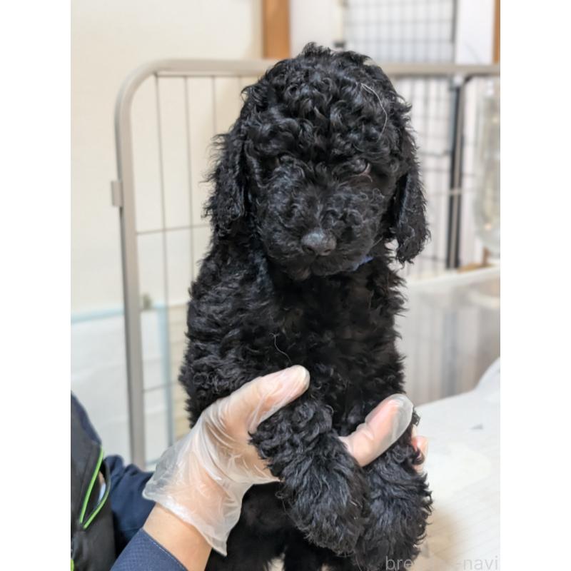 販売中の岡山県のミディアムプードル-402460の7枚目