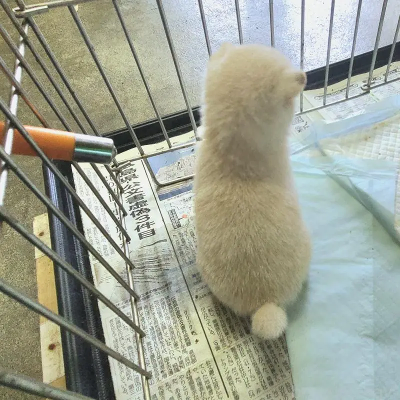 販売中の神奈川県の豆柴-407481の3枚目