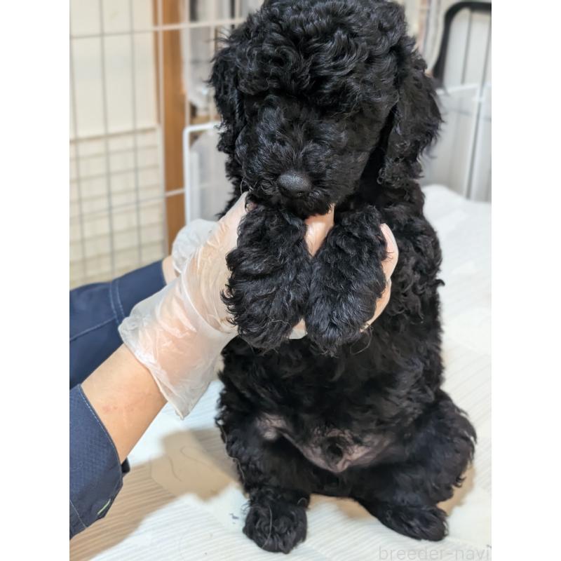 販売中の岡山県のミディアムプードル-407489の5枚目