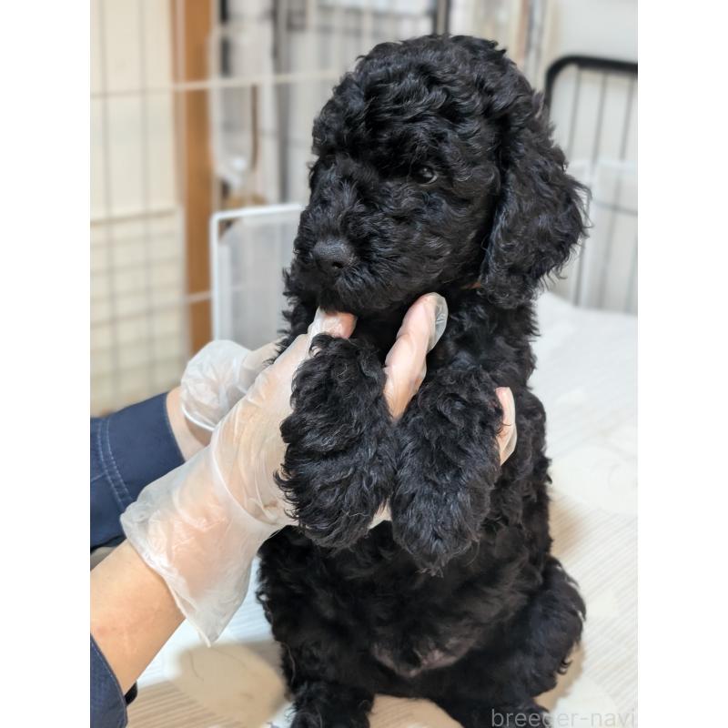 販売中の岡山県のミディアムプードル-407489の2枚目