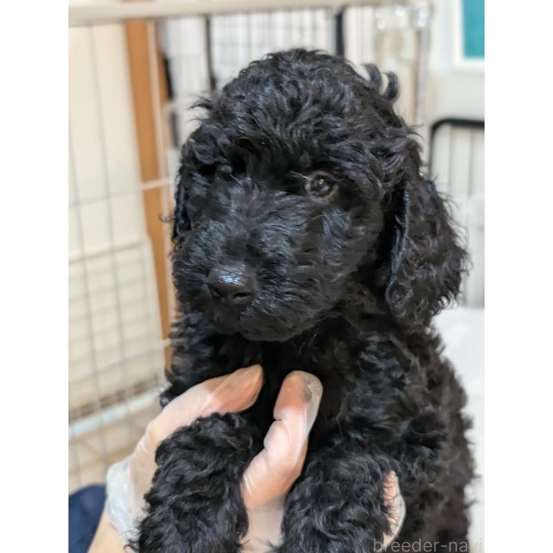 販売中の岡山県のミディアムプードル-407491の8枚目