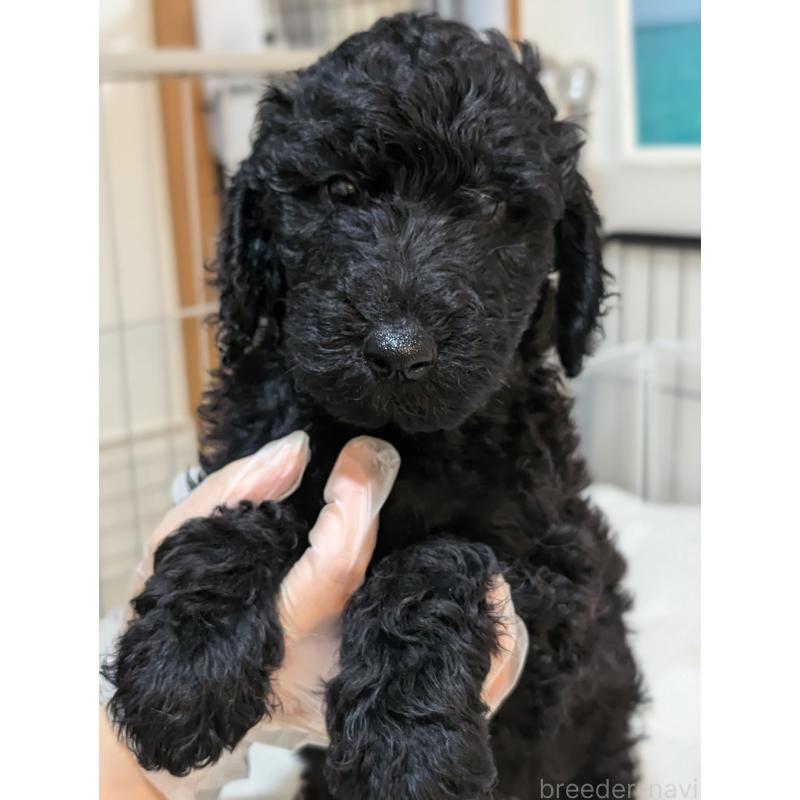 販売中の岡山県のミディアムプードル-407491の7枚目