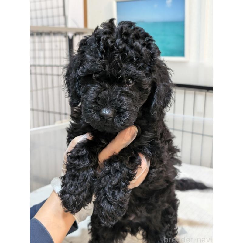 販売中の岡山県のミディアムプードル-407491の4枚目