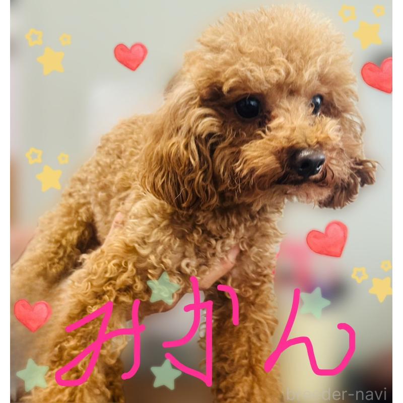 ミカンくん1枚目