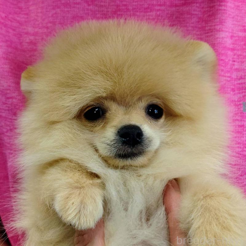 販売中の山口県のポメラニアン-399828の2枚目
