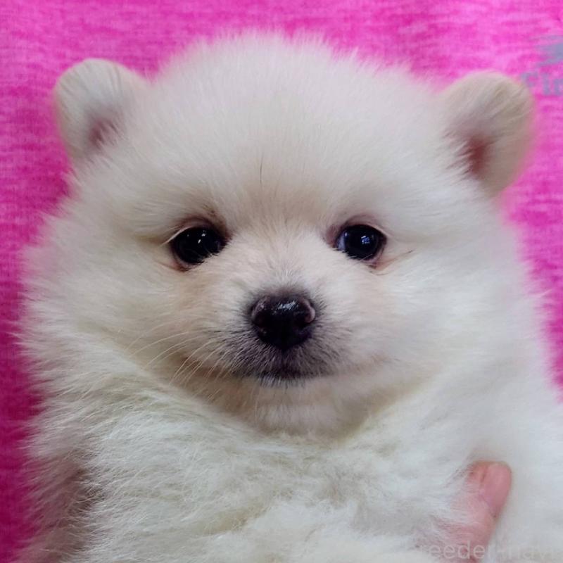 販売中の山口県のポメラニアン-407500
