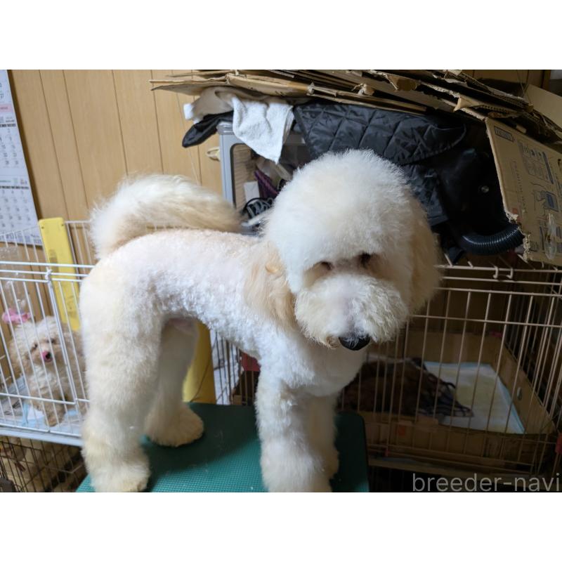 成約済の大阪府のスタンダードプードル-371725の2枚目