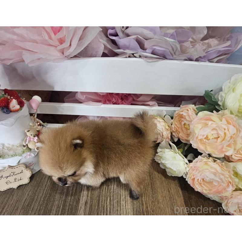 販売中の埼玉県のポメラニアン-407509の2枚目