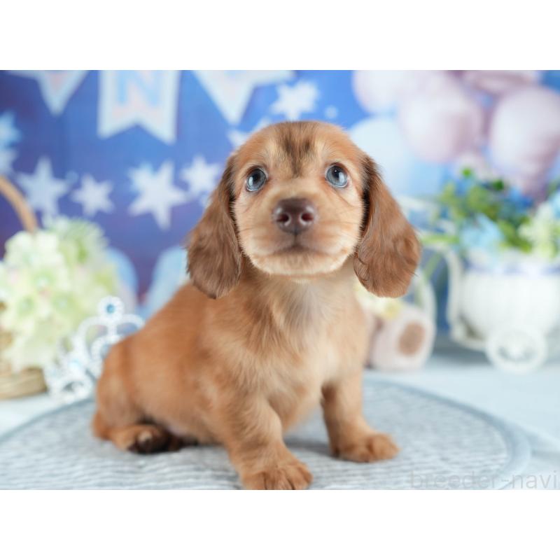 販売中の茨城県のミニチュアダックスフンド(ロングヘアード)-407834の6枚目