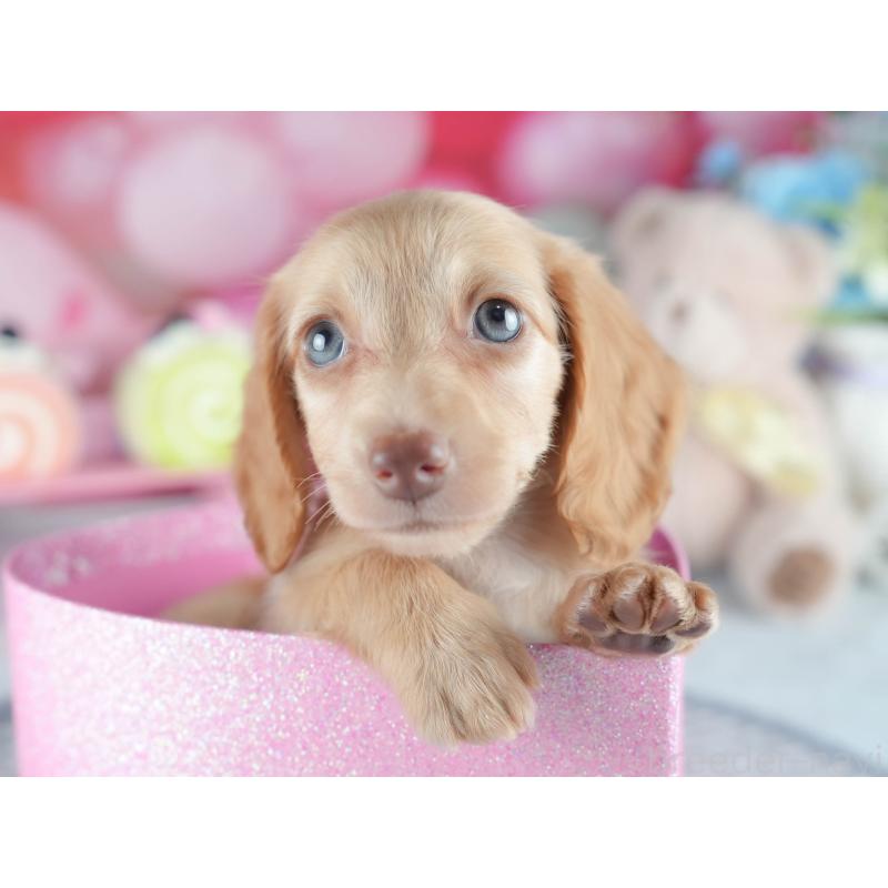 販売中の茨城県のミニチュアダックスフンド(ロングヘアード)-407830の5枚目