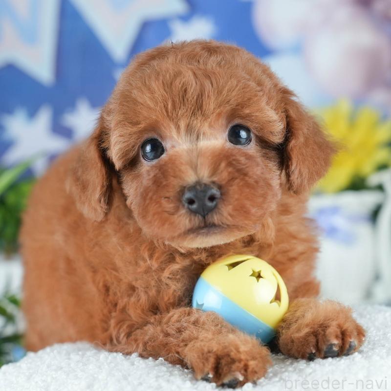 販売中の茨城県のトイプードル-407826の8枚目