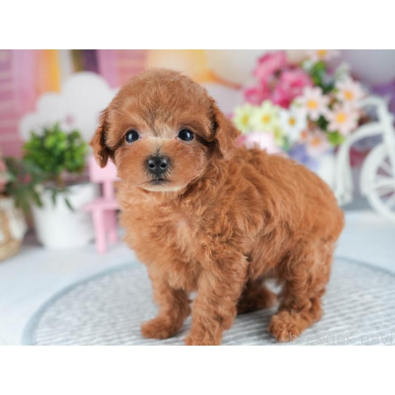 販売中の茨城県のトイプードル-407811の6枚目