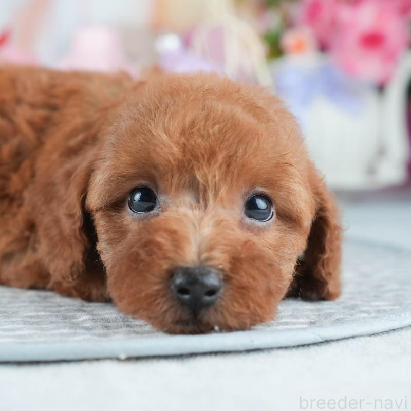 販売中の茨城県のトイプードル-407812の8枚目